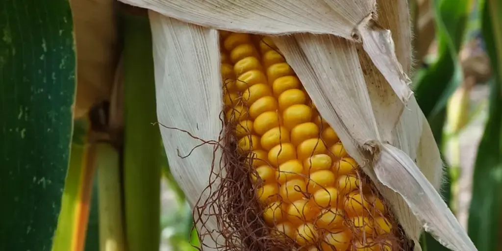 What is the Spiritual Meaning of Corn in Dreams?