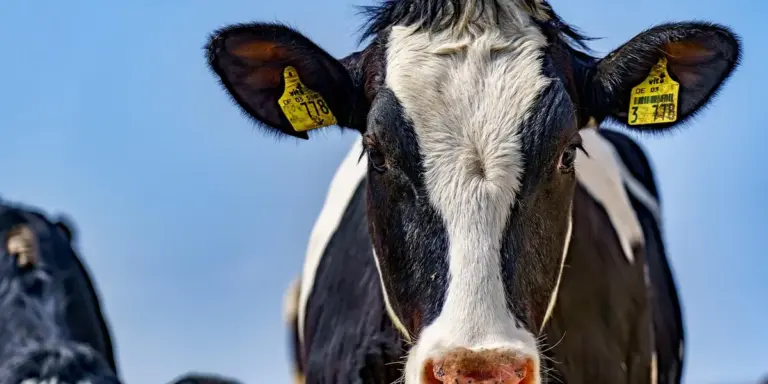 Close-up of a black and white dairy cow with yellow ear tags, calmly facing the camera against a clear blue sky.