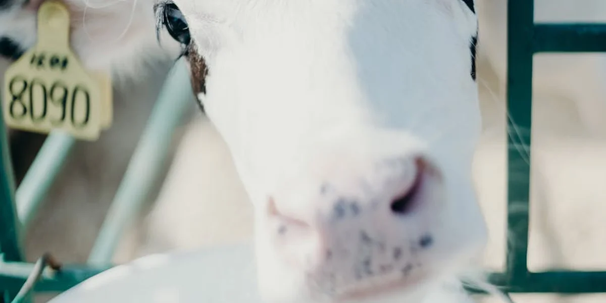 Close-up of a white cow's face with a yellow ear tag reading 8090, peering toward the camera.
