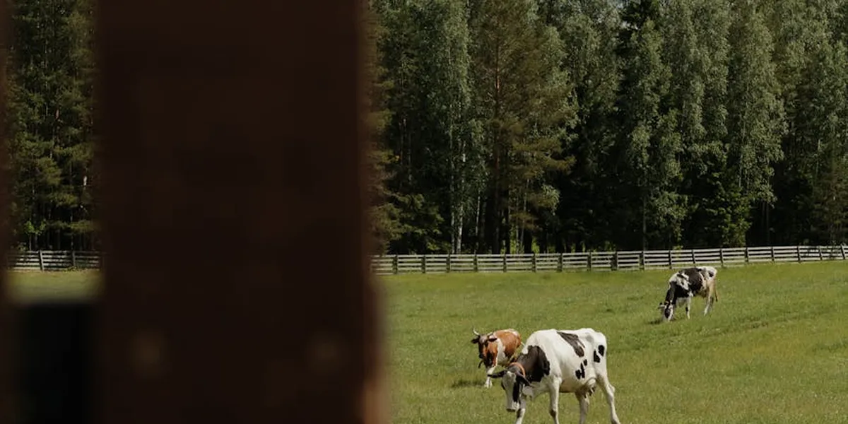Two cows grazing in a sunlit pasture with a wooden fence in the foreground and dense trees in the background.