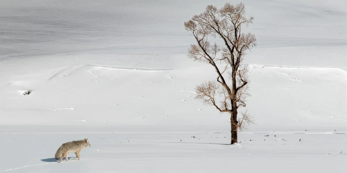 A solitary coyote walking across a snow-covered landscape beside a bare, leafless tree under a pale gray sky.