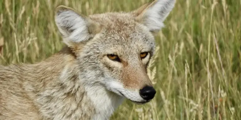 A close-up of a coyote standing in tall grass, eyes forward, embodying the trickster archetype