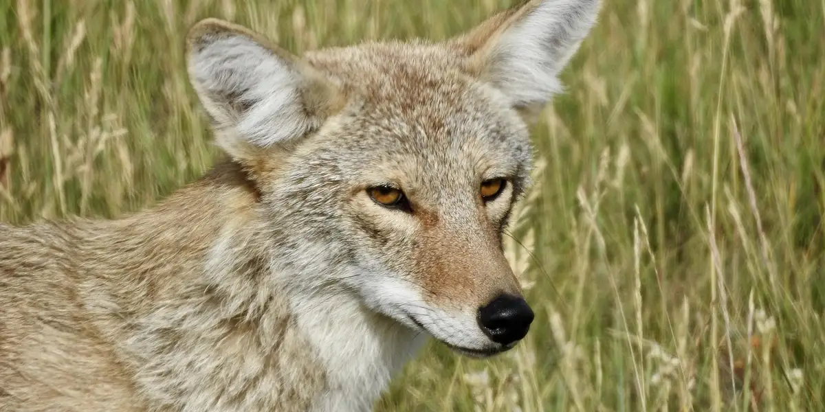 A close-up of a coyote standing in tall grass, eyes forward, embodying the trickster archetype