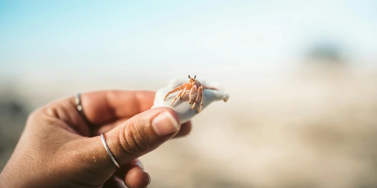 Close-up of a small crab perched on a white seashell, held between a person's fingers with a blurred beach in the background