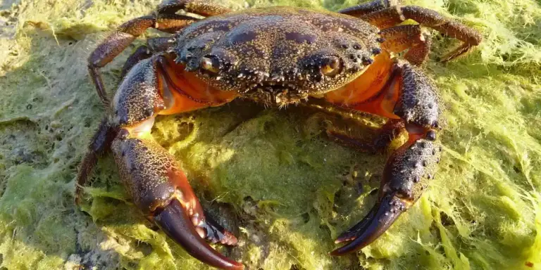 Close-up of a crab with orange legs on a green rock
