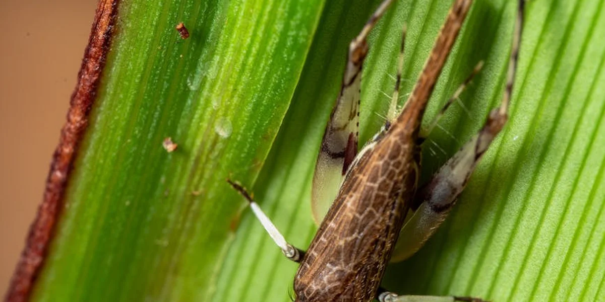 Macro photograph of a brown cricket perched on bright green leaves, showing detailed body and legs.