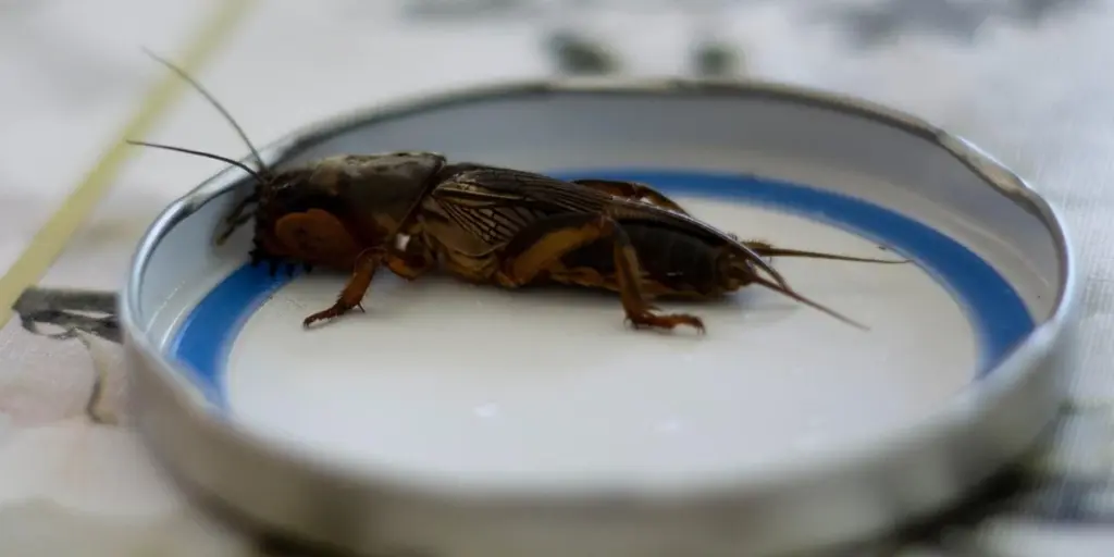 What Does It Mean to Dream About Crickets? Luck & Intuition