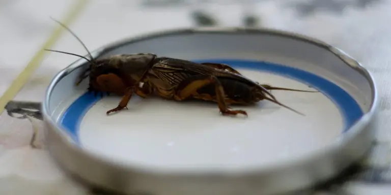 Close-up of a cricket perched on a white surface with a blue-rimmed dish, symbolizing luck and intuition in dreams.