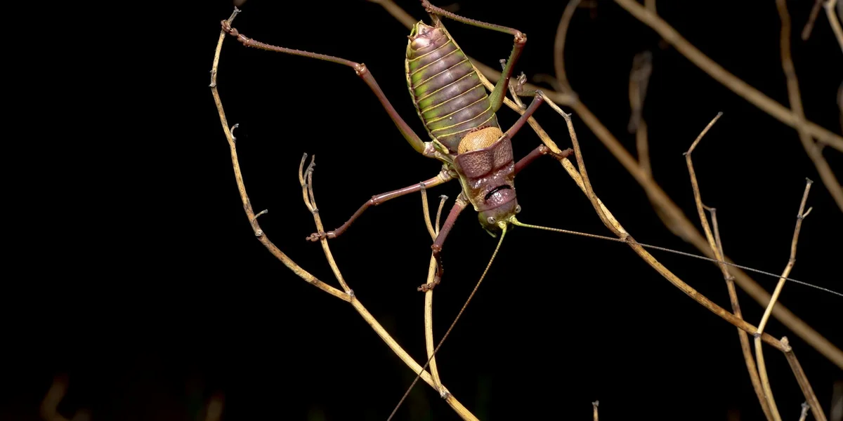A green katydid/cricket clings to dry twigs at night, illuminated against a dark background.