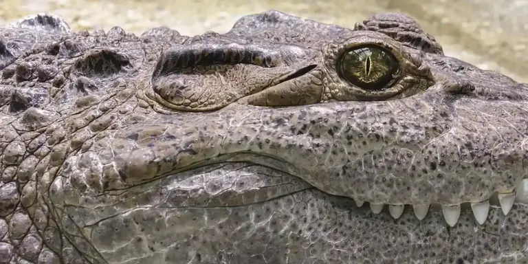 Close-up of a crocodile's eye and rough, scaly skin.