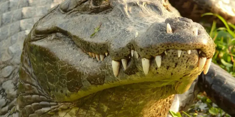 Close-up of a crocodile’s head with sharp teeth, sunlit on a natural bank.