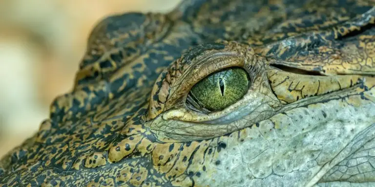 Close-up of a crocodile's green eye with textured, scaled skin.