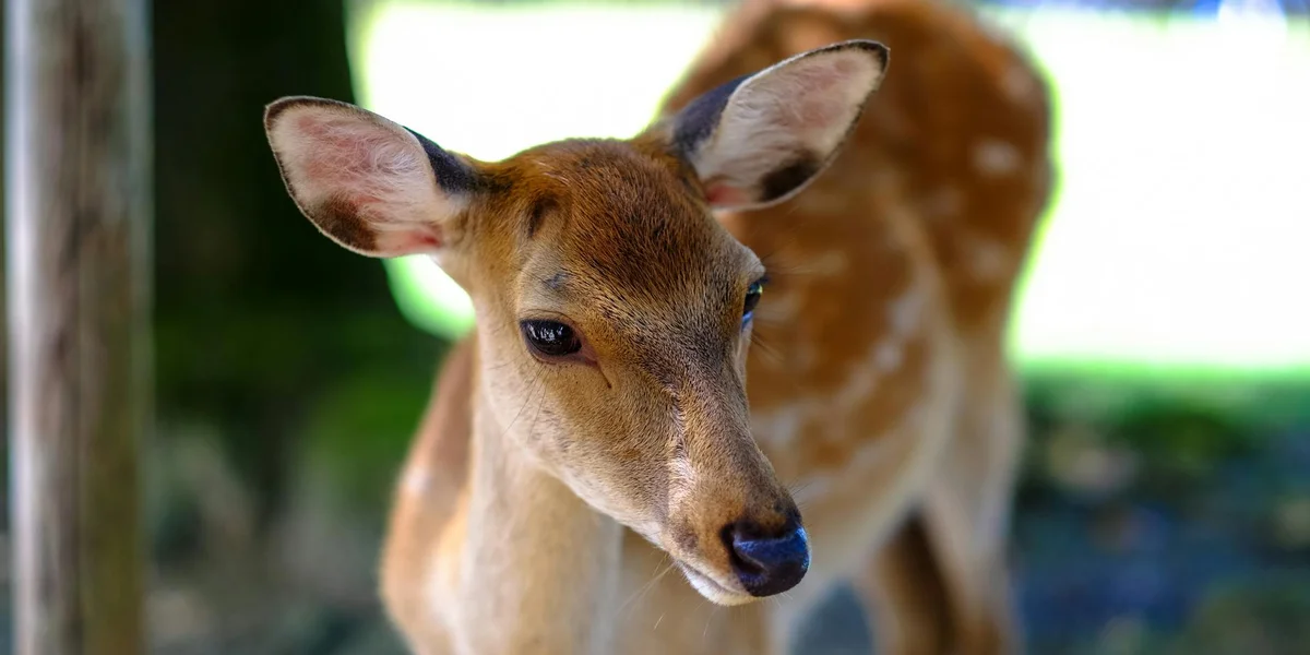 Close-up of a calm deer with large ears in a sunlit natural setting, looking downward.
