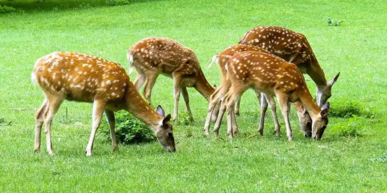 A small herd of spotted deer grazing on a lush green field.