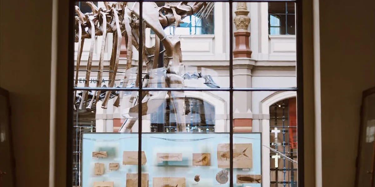 Museum exhibit of dinosaur skeletons displayed behind glass, evoking primal, ancient imagery.