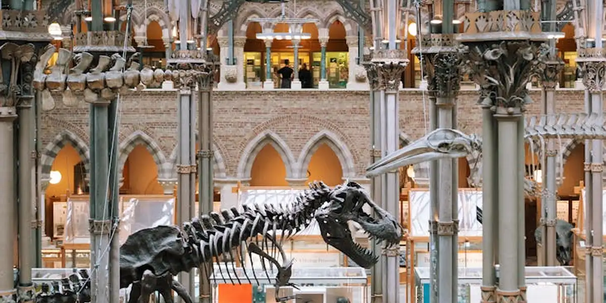 Dinosaur skeleton on display inside an ornate museum atrium with arches and columns