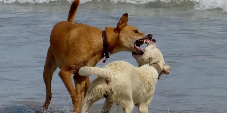 Brown dog biting a white dog on a sandy beach with waves in the background.