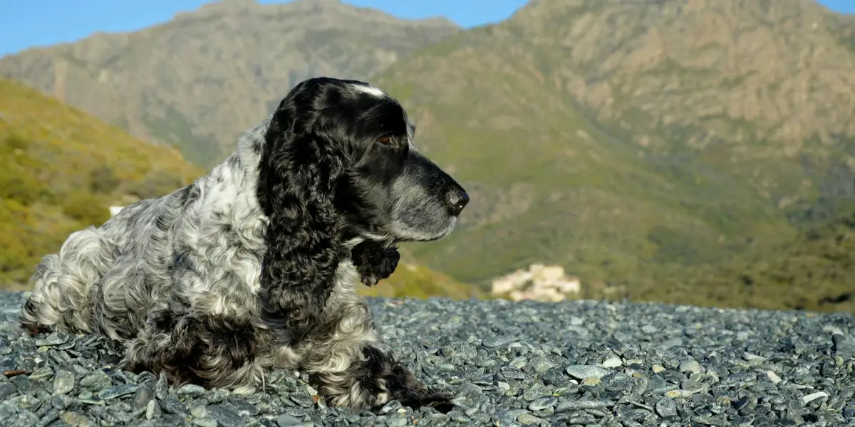 A black-and-white Cocker Spaniel lies on rocky ground with mountains in the background