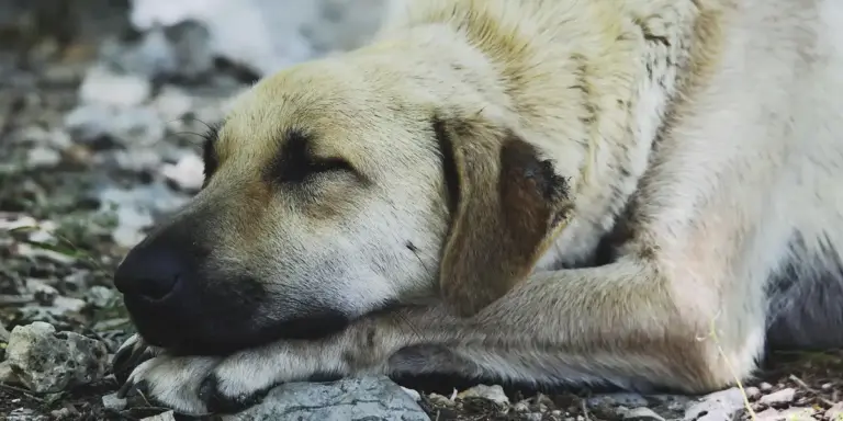 A light-colored dog lies on the ground with its eyes closed, resting its head on its front paws.