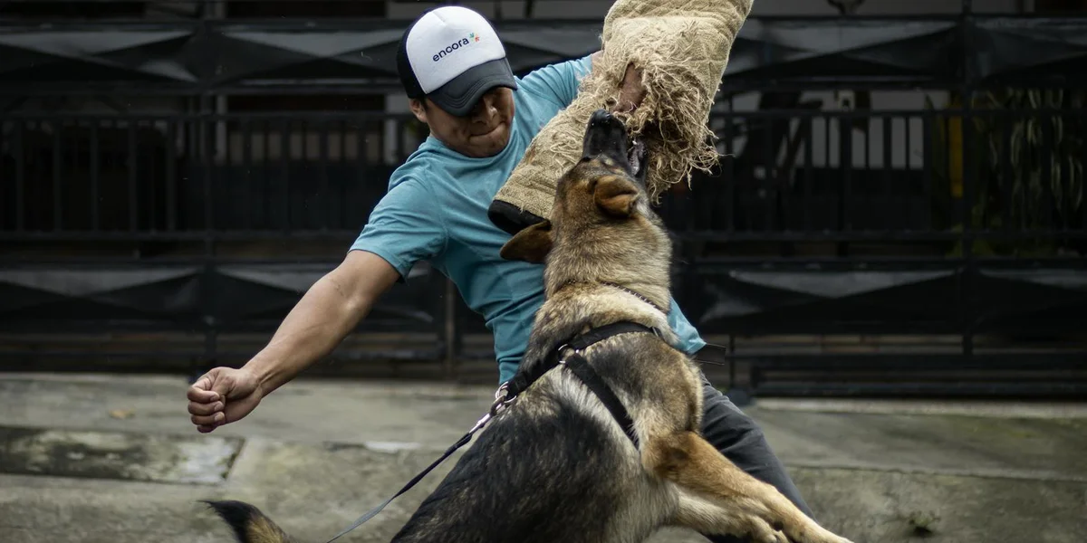 A person in a light blue shirt and white cap is grabbed by the jaws of a dog indoors, illustrating a dramatic dog bite moment.