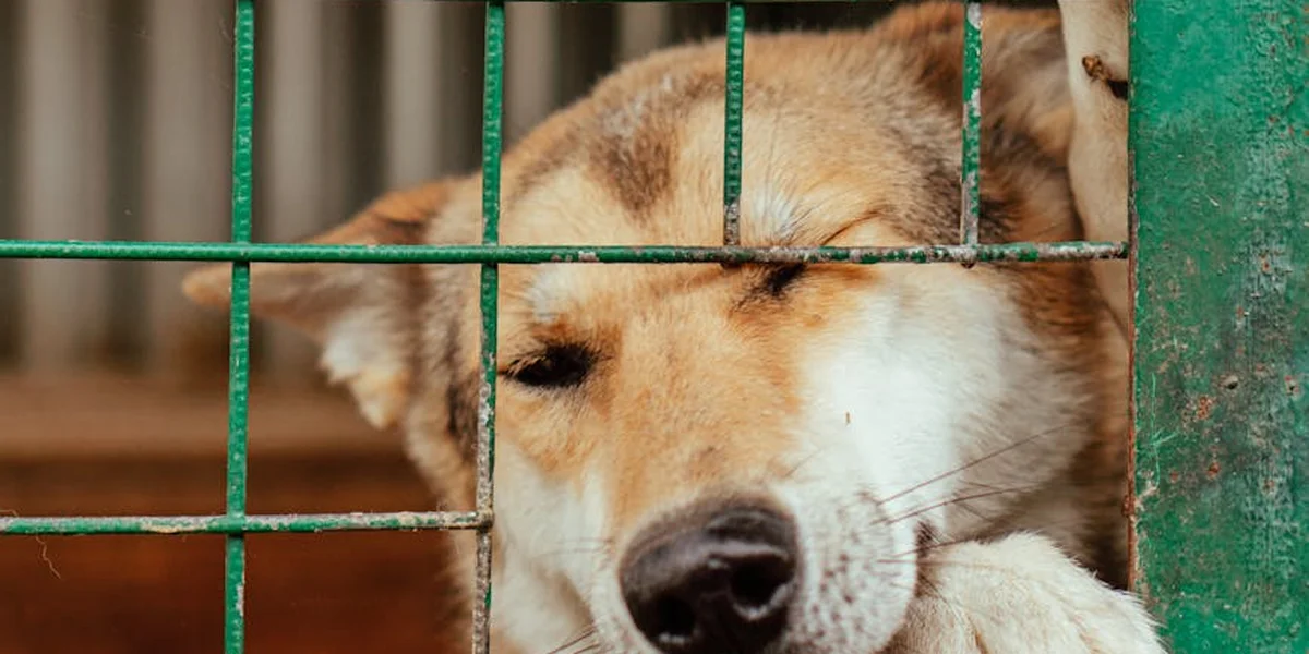 A dog behind green metal bars in a cage, with its eyes closed in a moment of calm or weariness, conveying fear and confinement