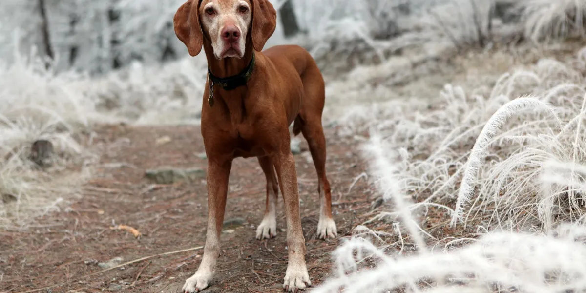 Brown dog standing on a snowy, frost-covered path with pale grass in the background.