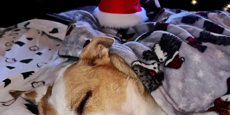A dog sleeping comfortably under a blanket, with a Santa hat visible in the background.
