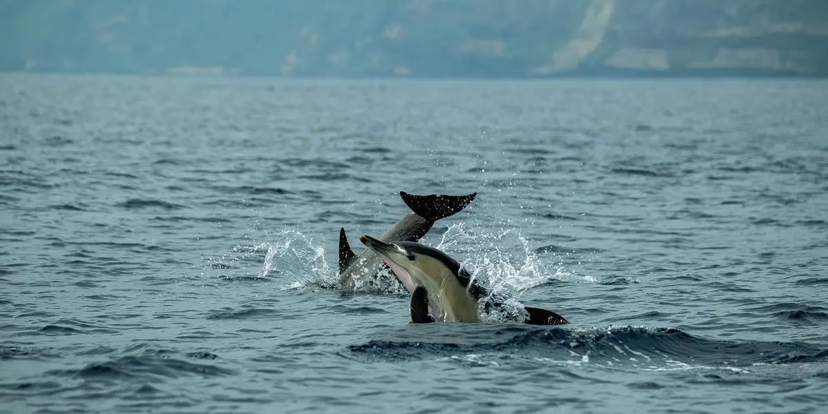 Dolphins leaping and surfacing in the ocean, spraying water as waves roll nearby.