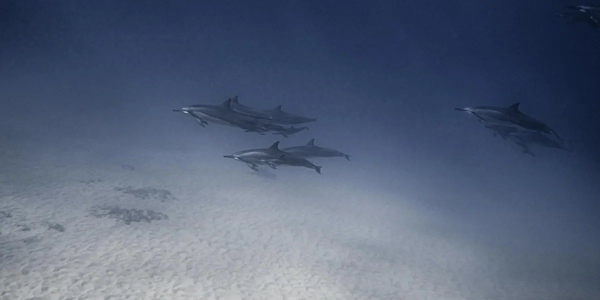 A pod of dolphins swimming underwater in clear blue ocean water with light filtering from above.