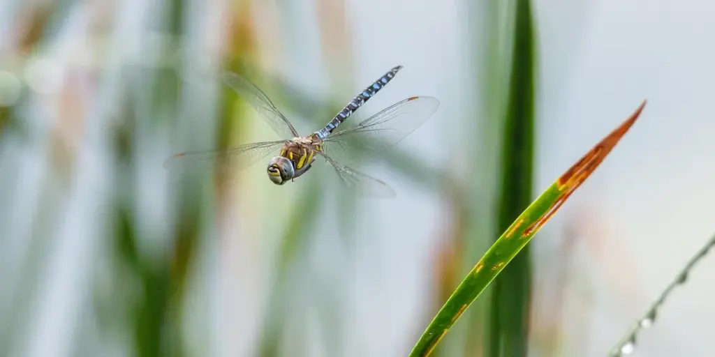 Dreaming of Dragonflies: Symbols of Change and Adaptation