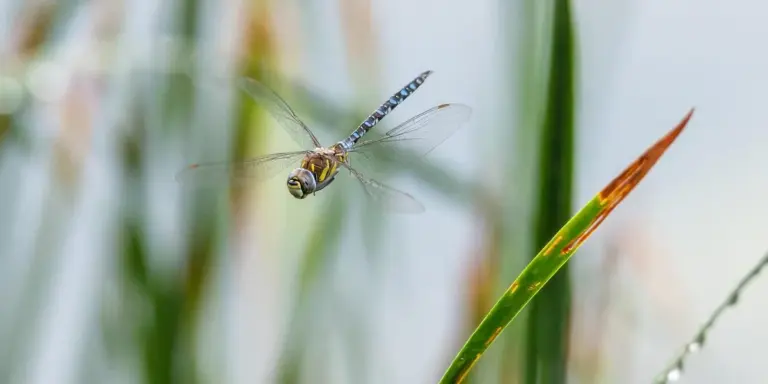 Close-up of a dragonfly in flight among green reeds and grasses