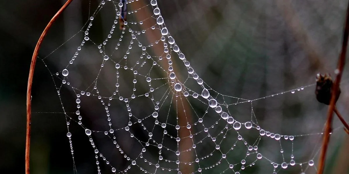 Close-up of a dew-covered spider web in a natural setting, highlighting intricate patterns and delicate connections.