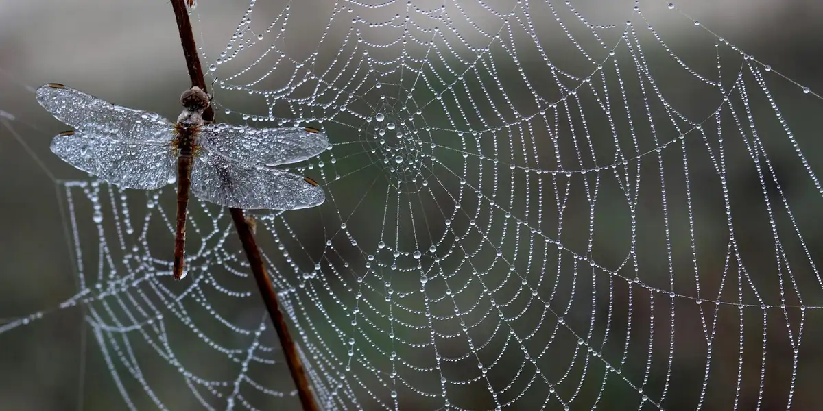 Close-up of a dragonfly perched on a twig with a dew-covered spiderweb sparkling in the background.