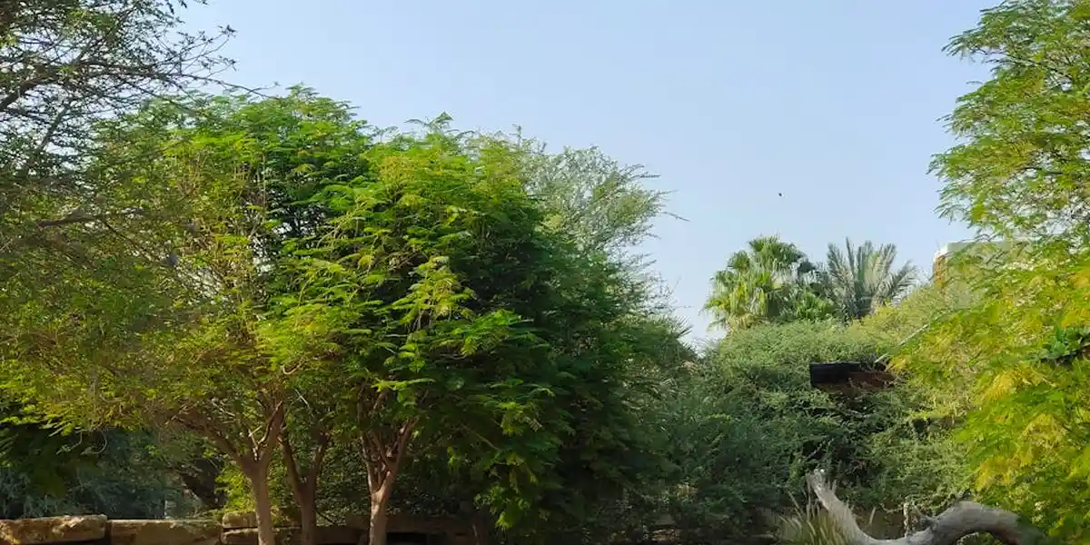 Lush green trees and a bright, open sky in a tranquil park-like setting.