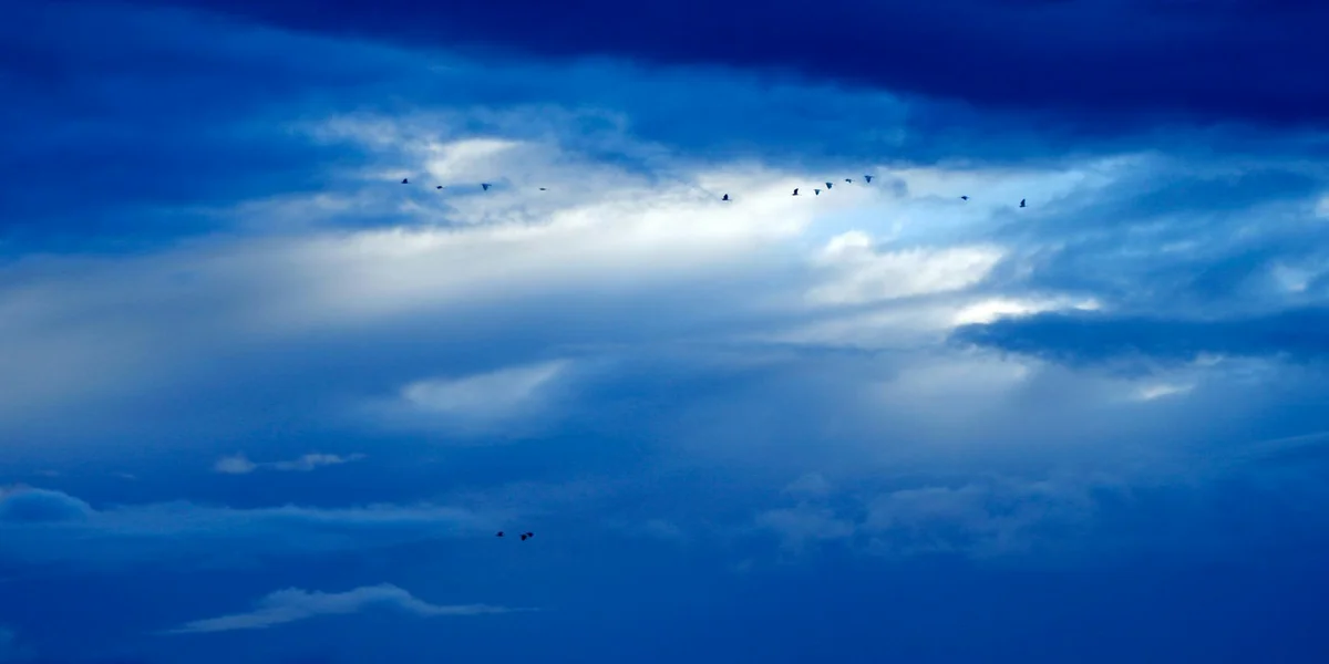 Blue sky with wispy clouds and a flock of birds flying in the distance