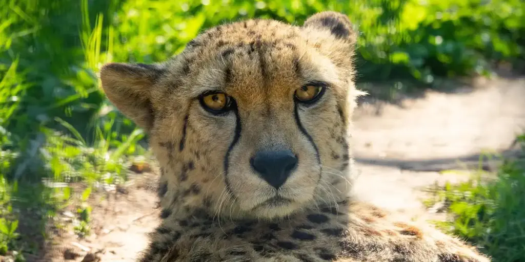 Dreaming of Cheetahs and Cougars: Interpreting Speed and Power
