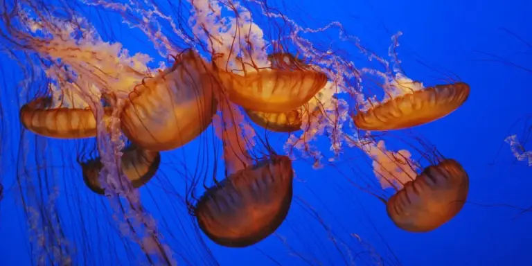 Group of orange jellyfish floating in bright blue ocean water