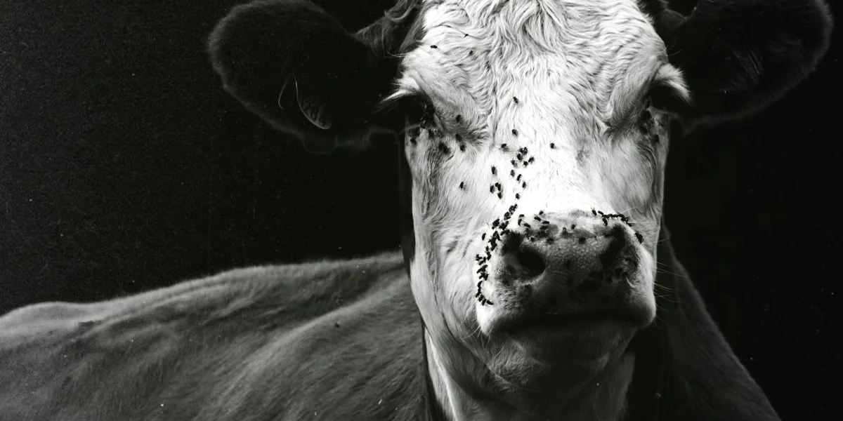 Black-and-white close-up of a cow with several flies on its nose and face