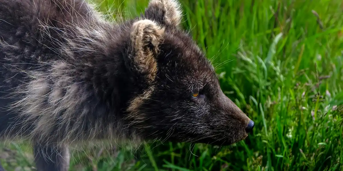 Close-up profile of a dark-furred fox in tall green grass.