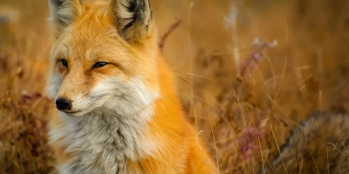A vivid orange fox standing in a field of tall golden grasses, with a calm, alert expression.