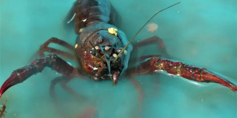 Underwater view of a live lobster with claws extended in turquoise water.