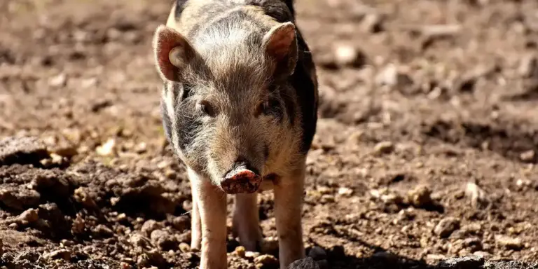 A piglet standing on dusty, earthy ground, looking toward the camera
