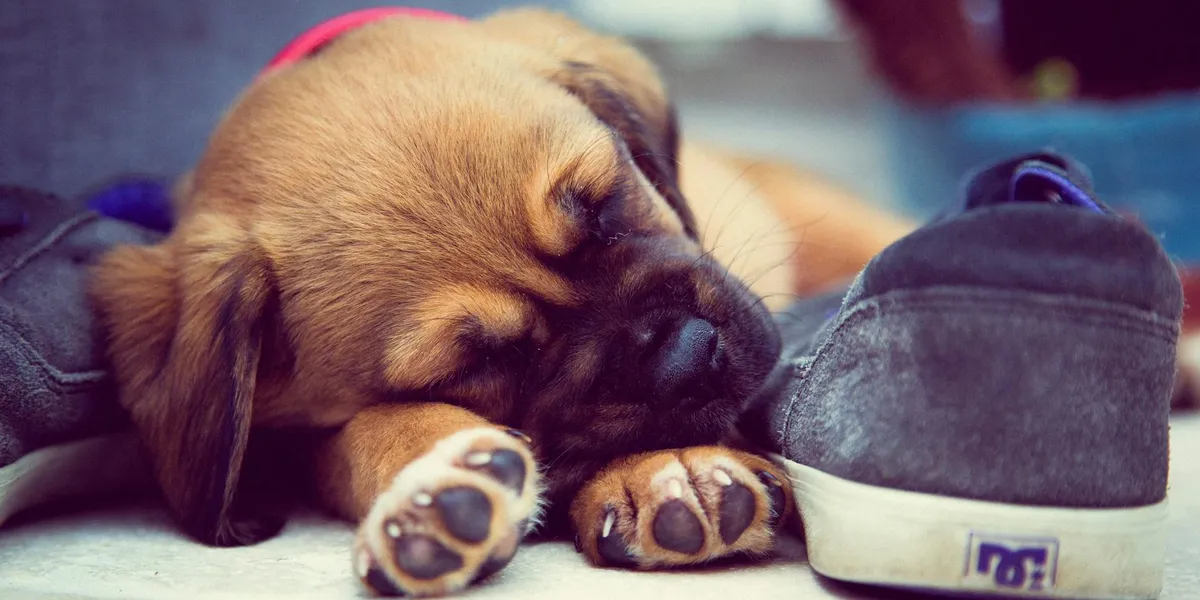 A small, sleepy puppy resting on a shoe, symbolizing new beginnings and gentle omens.