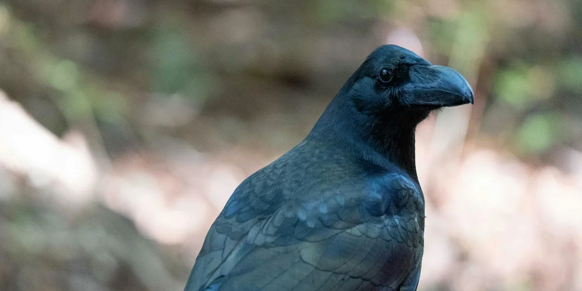 Close-up of a glossy black raven with blue-tinged plumage, perched in a softly blurred natural background.