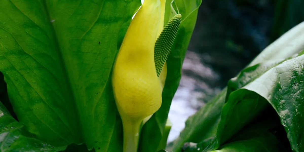 Close-up of a yellow flower bud surrounded by broad green leaves beside a stream, symbolizing caution and hidden meanings in dreams.
