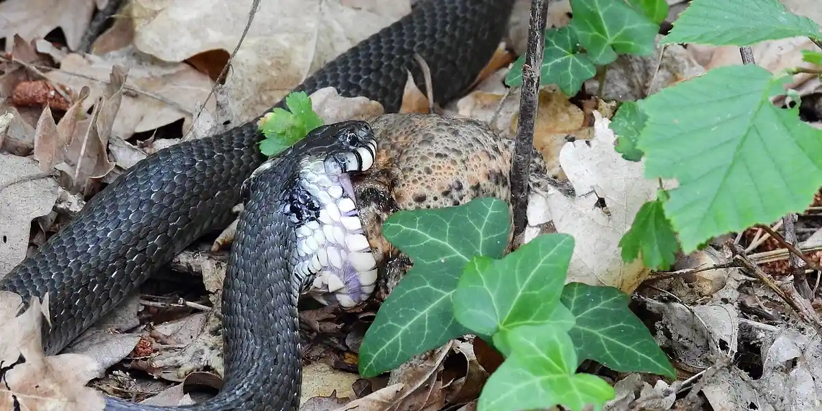 Close-up of a dark, glossy snake on a forest floor among dried leaves and green ivy.