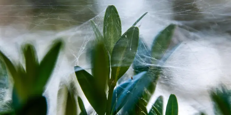 Close-up of green plant leaves covered with delicate spider silk webs