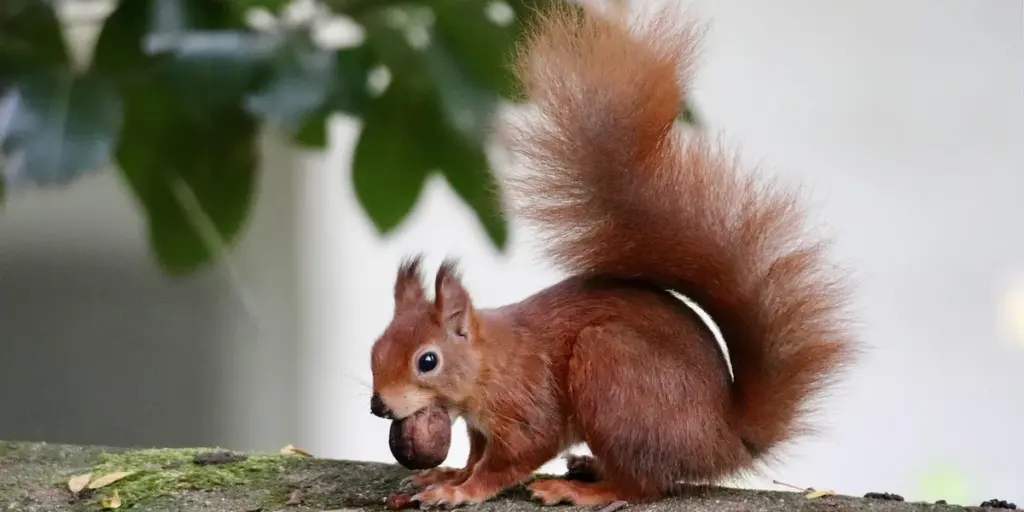 Dreaming of Squirrels: The Symbolism of Preparation and Resourcefulness