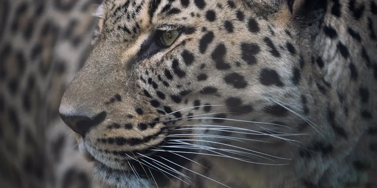 Close-up of a leopard's face with piercing eyes, highlighting mystery, power, and stealth.
