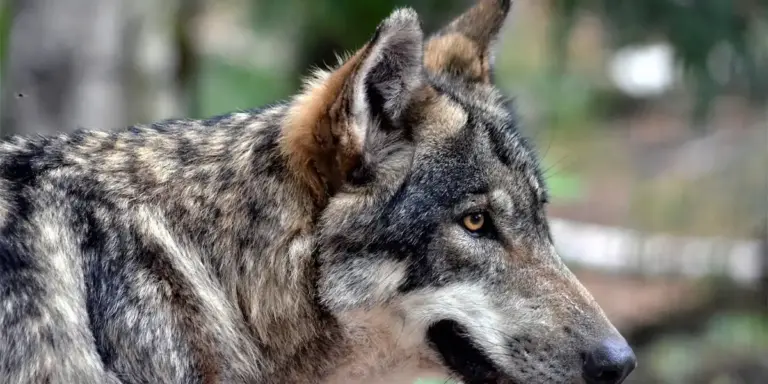 Close-up side profile of a gray wolf with amber eyes in a natural, blurred background.